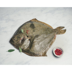 Turbot vidé d'élevage
