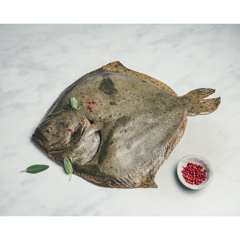 Turbot vidé d'élevage